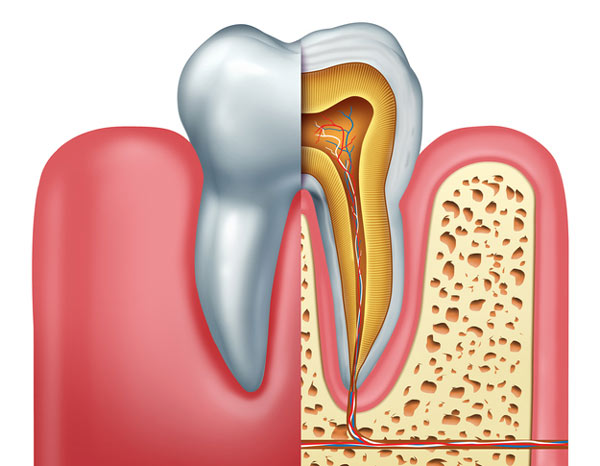 Diagram of tooth showing tooth root by Grins & Giggles Family Dentistry in Spokane Valley, WA
